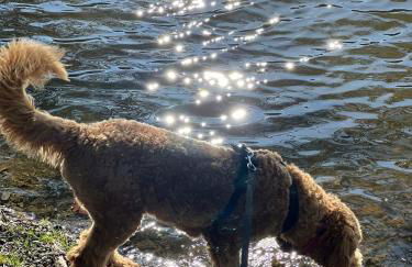 Tiny House - Auszeit im Wald am Badesee - Foto 35