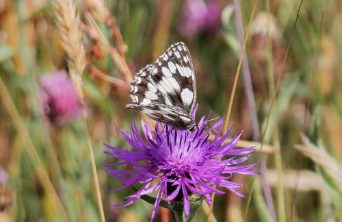 Hogchester Cottage - Photo 23