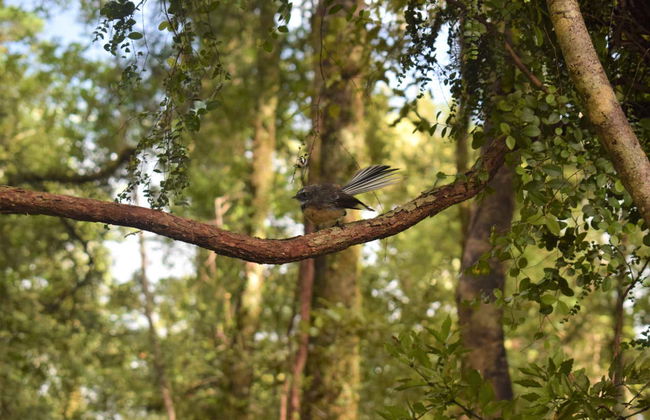 Balade en kayak sur le lac Mapourika - Photo 7