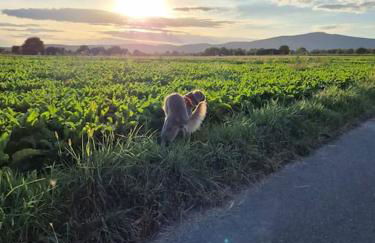 Bungalow, Uneinsehbar, 8 Personen maximal, 3 Personen oben, 5 unten - Foto 18