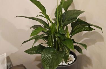 Binario 5, a due passi da Porta Nuova e dal centro - Photo 10