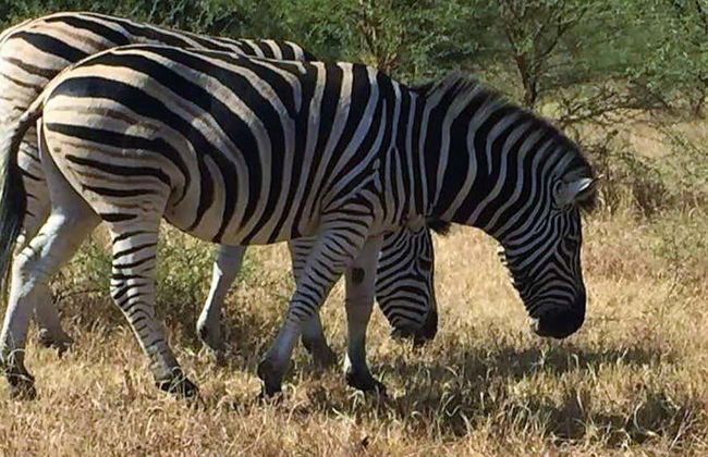 Deserto di Lompoul e delta dei fiumi Senegal e Salum in 10 giorni - Foto 2