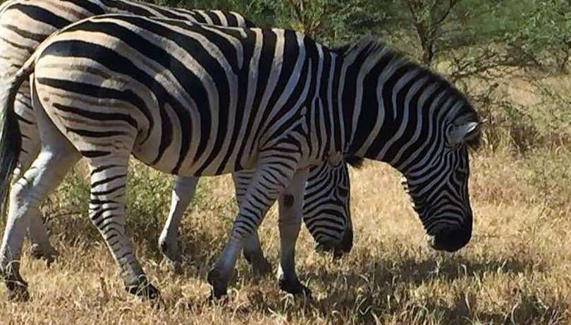 Safari dans la réserve de Bandia