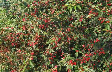 xenios Z rustic rural cottage - Foto 17