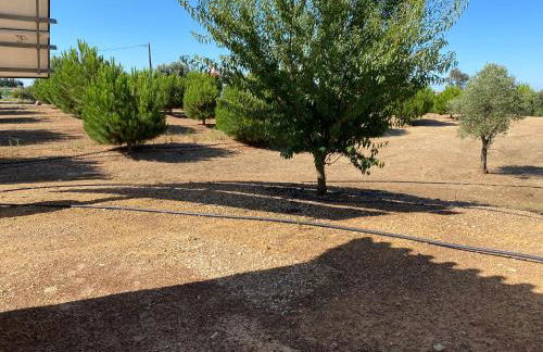 Monte Açores - Foto 6