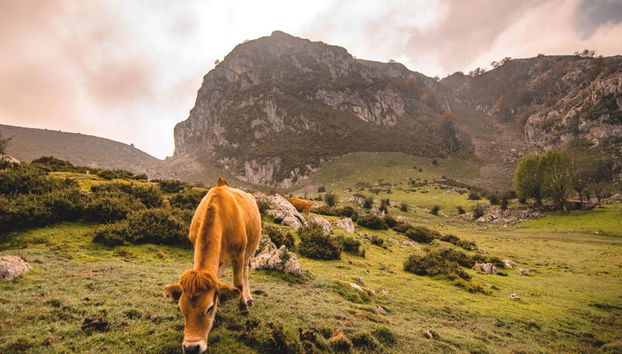 Excursion aux lacs de Covadonga et à Cangas de Onís au départ d'Oviedo, Gijón et Cangas - Photo 3