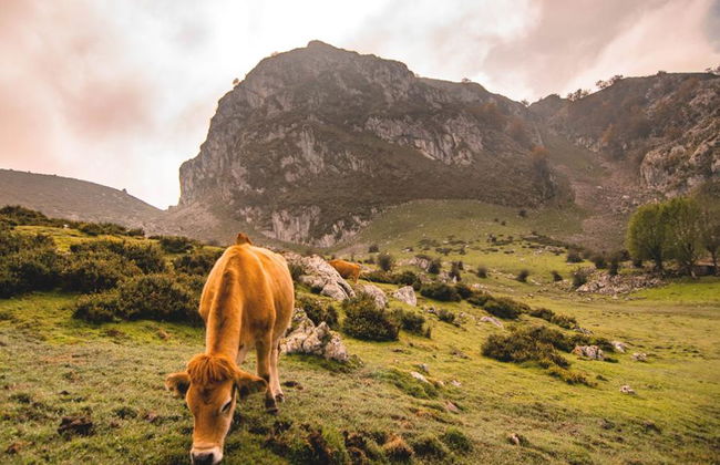 Excursion aux lacs de Covadonga et à Cangas de Onís au départ d'Oviedo, Gijón et Cangas - Photo 3