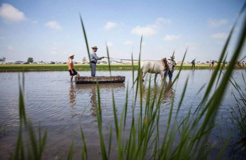 Can Carles - Delta del Ebro - Foto 29