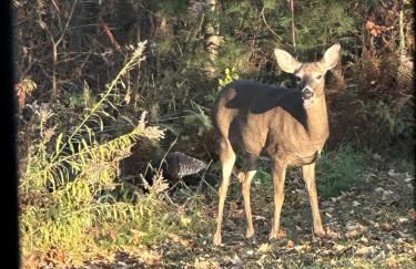 Luxury Yurt Rental Hidden in the Forest near Bristol, Vermont - Foto 20