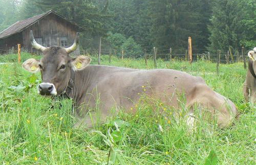 Ferienhof Hiemer - Foto 25