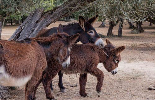 Casa da Azeitona e Bolota T2 - Monte do Serrado de Baixo - Foto 6