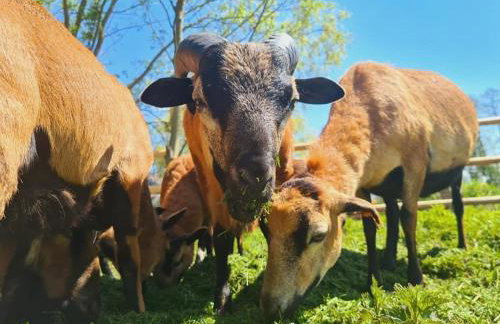 Ranczo Popowice - Foto 28