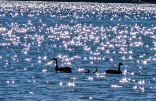 Log Cabin on Saltwater Cove - Foto 31