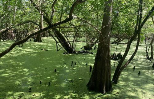 The Botanical Retreat, King Comfort & Poolside Peace - Photo 20