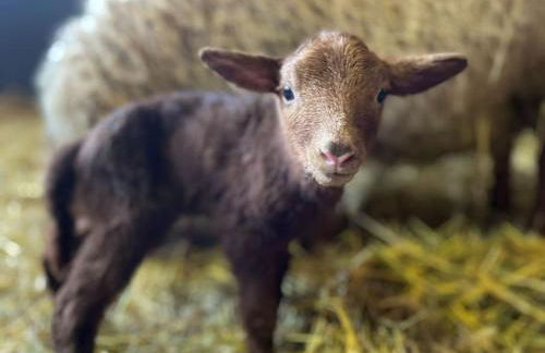 Ferienwohnung auf dem Bauernhof - Hermanns Lodge - Foto 11