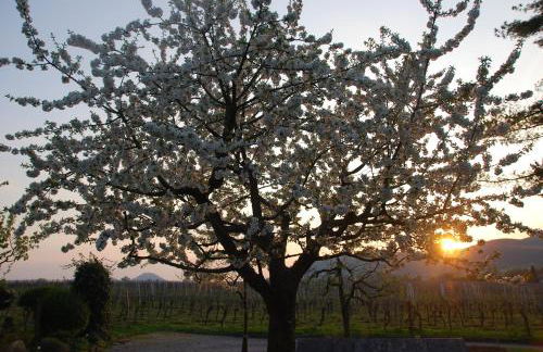 Gartenhaus am Weinberg - Foto 43