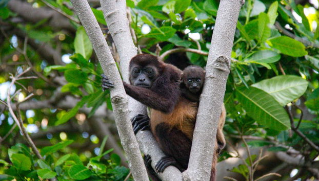 Singes hurleurs à manteau sur l'île d'Ometepe