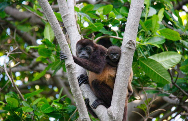 Excursion à l'île d'Ometepe - Photo 5