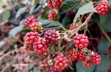 Gemütliche Zwei-Zimmer-Ferienwohnung "W1" in Zwenkau bei Leipzig im Neuseenland - Foto 48