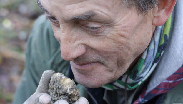 Sentindo o aroma de uma trufa