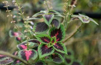 Casa Rudá Paraty - Foto 27