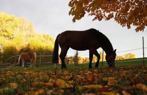 Ferienhof Stärk - Foto 81