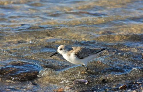 Casas e Quintas de Praia - Foto 13