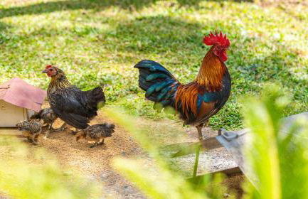 Carcará Vacation Homes - Foto 77