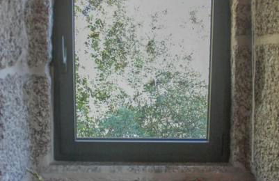 Cantinho da Pereira - Foto 19