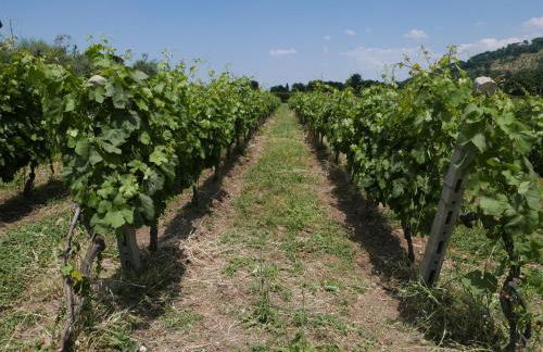 Villa Cavalletti - Foto 75