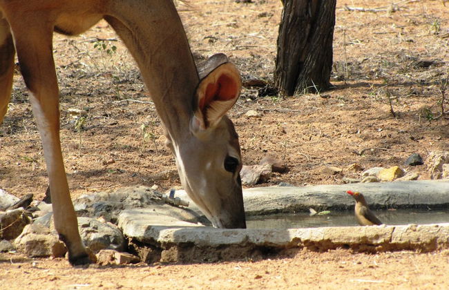 Umvangazi Rest - Enjoy a Relaxing, Rejuvenating and Peaceful Setting in the Bush - Foto 40