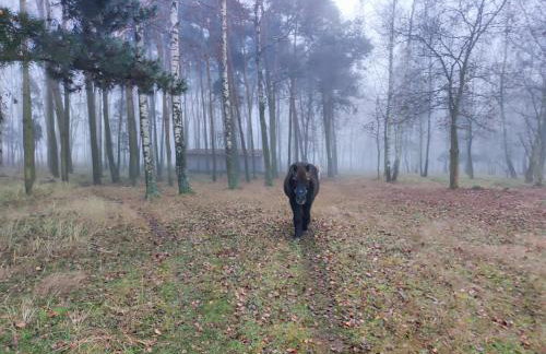 Gniazdo w Felicjanowie - Foto 79