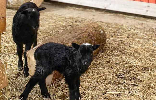 5 Person Holiday Home in Bredared-by Traum - Photo 12