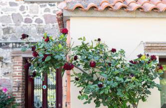 ΑΝeΜΙ - Photo 47