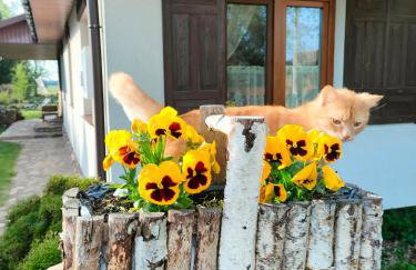 Domek Kutowa - Foto 1