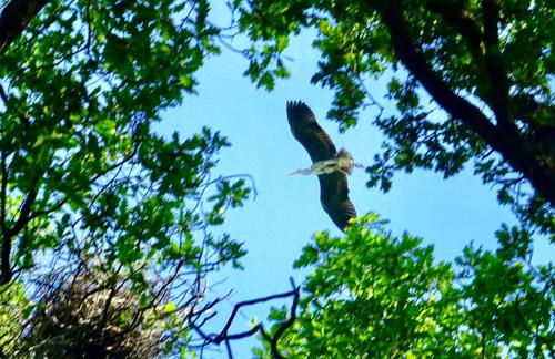 Marais Inn, maison typique avec piscine et jardin arboré, 10 kms Niort - Foto 23