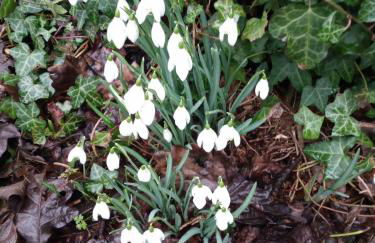 Canad Adar - Song of the Birds - Teifi Valley - Foto 9