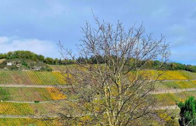 Mosel-Auszeit - Foto 38