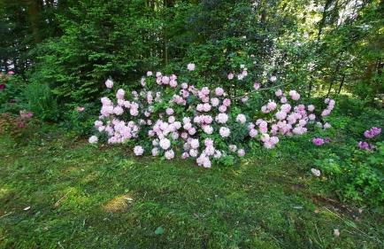 Traumhaus im Wald - Foto 9