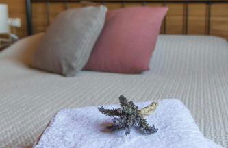 CASAS EN FINCA ECOLÓGICA LA ESPIRAL, NATURALEZA, CALMA Y VISTAS al MAR, - Foto 73