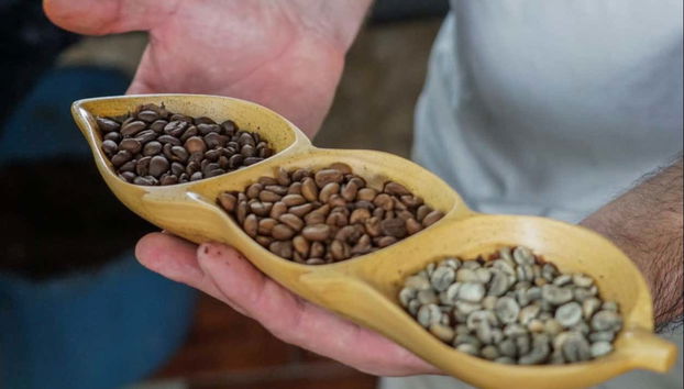 Visite autour du café et du chocolat - Photo 5, Variété de cafés