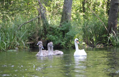 Nature Home Rybical - Foto 54