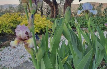 Villa in Agello - Photo 39