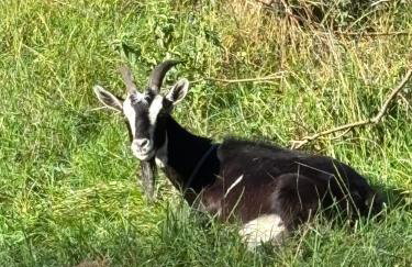Domki nad Krzyworzeką - Foto 14
