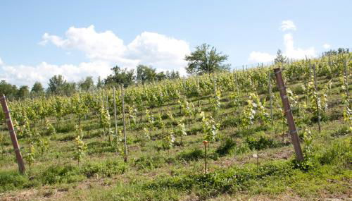 Palazzo Tronconi agriturismo - Foto 3