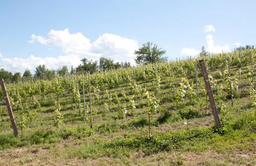 Palazzo Tronconi agriturismo - Foto 3