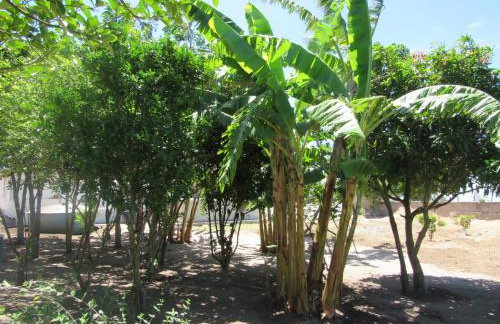 Chácara Sossego - Foto 41