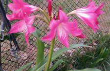 Casa de Campo , Lagoa Nova - Linhares ES - Foto 8