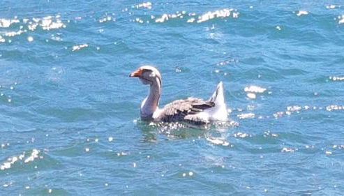 Casa vacanze Filippo - Foto 3