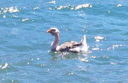 Casa vacanze Filippo - Foto 3